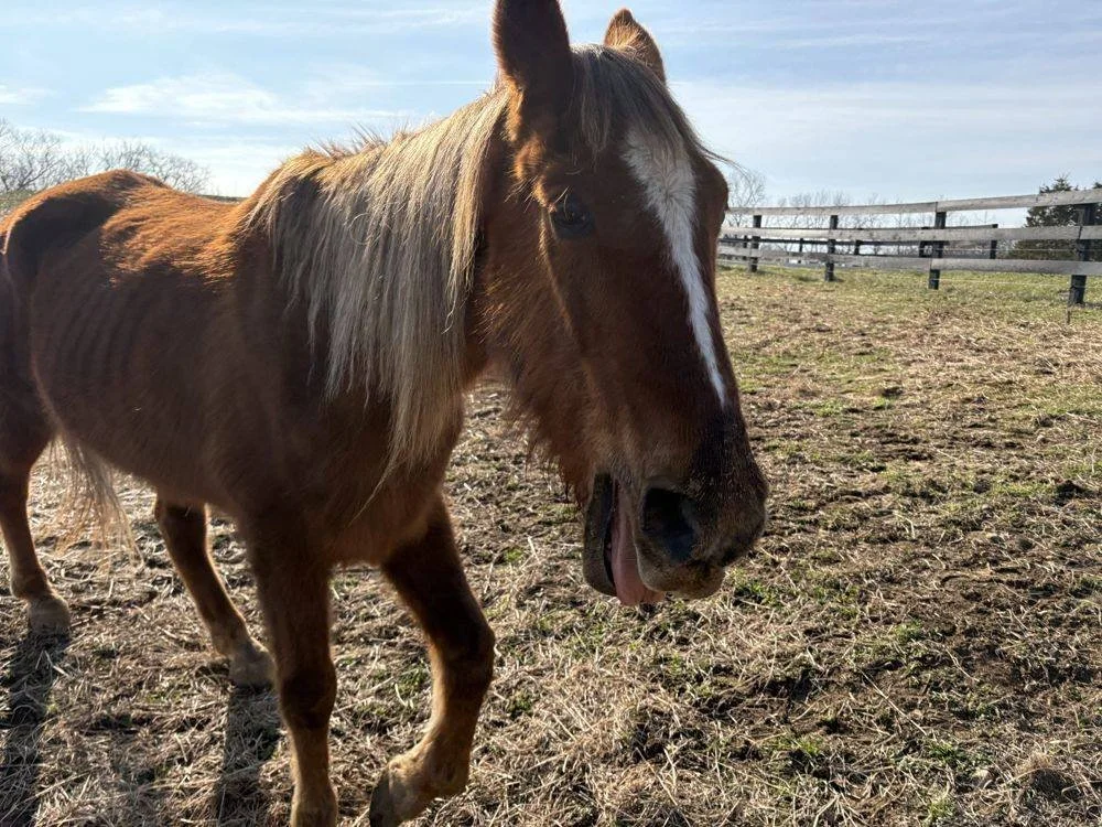 Fargo, a chestnut horse