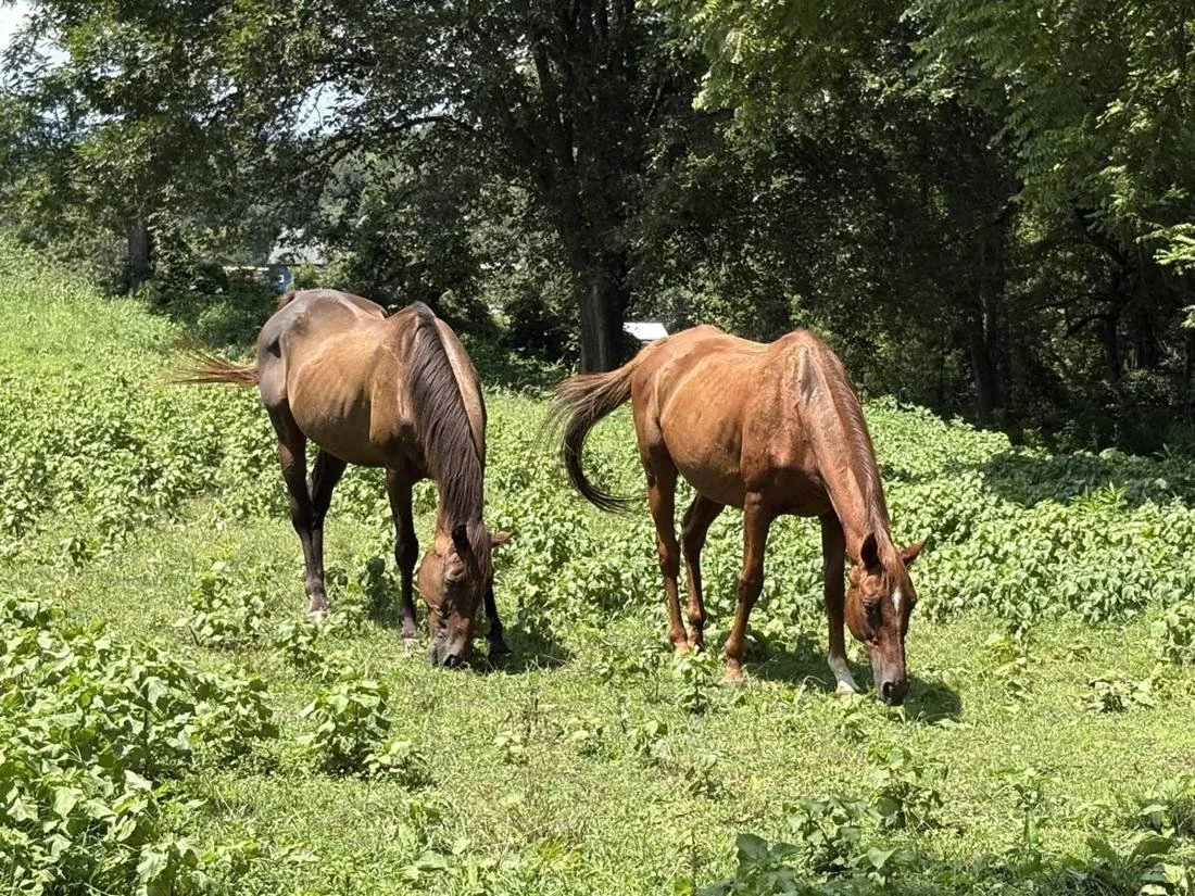 Two underweight horses grazing on arrival