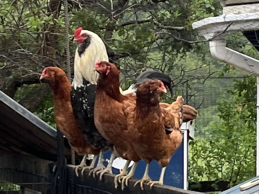 Hens and a rooster on a fence