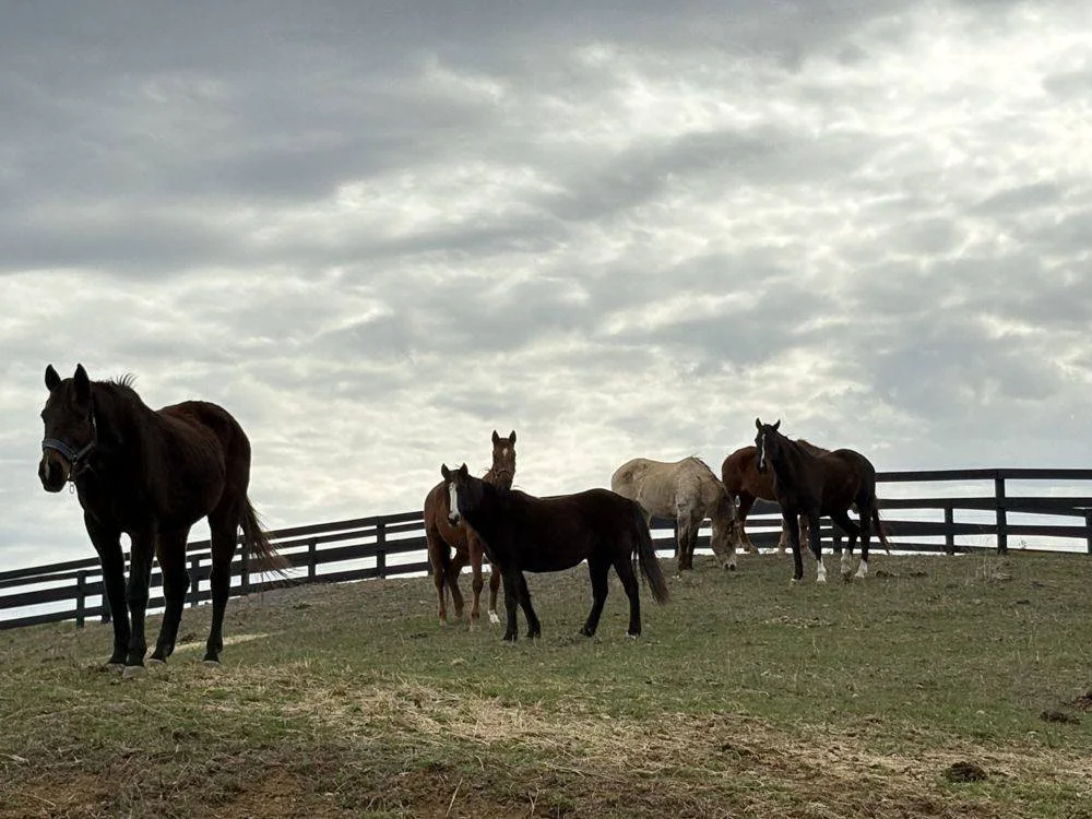 The Havenstone herd on the hilltop