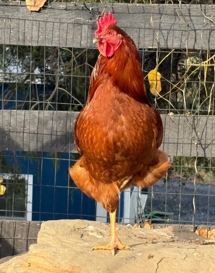 Reba McEntire