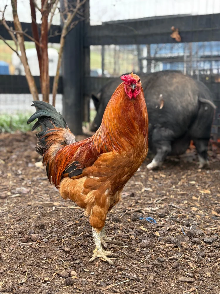Punky Rooster