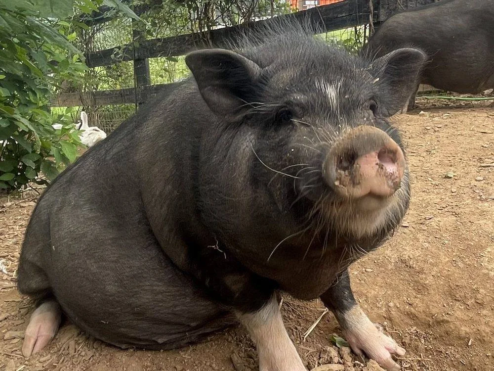 Wilbur, a black pig