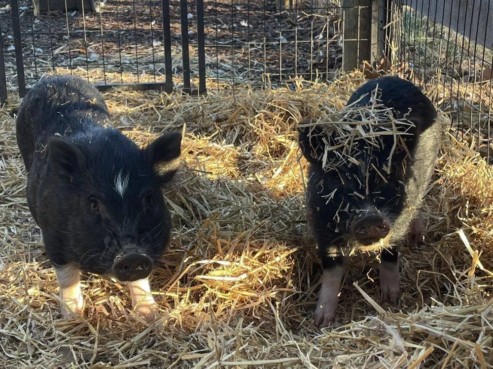 Two piglets in golden straw