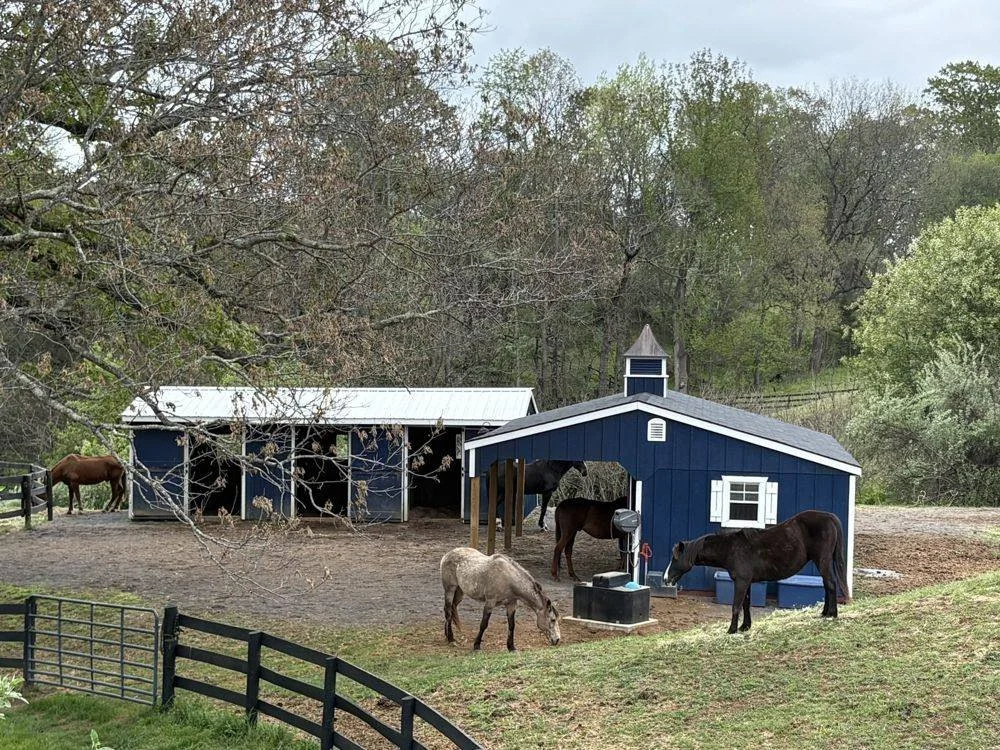 Horses at the water trough by the blue barn