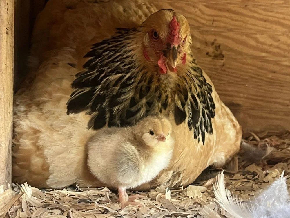 A fluffy hen with a chick