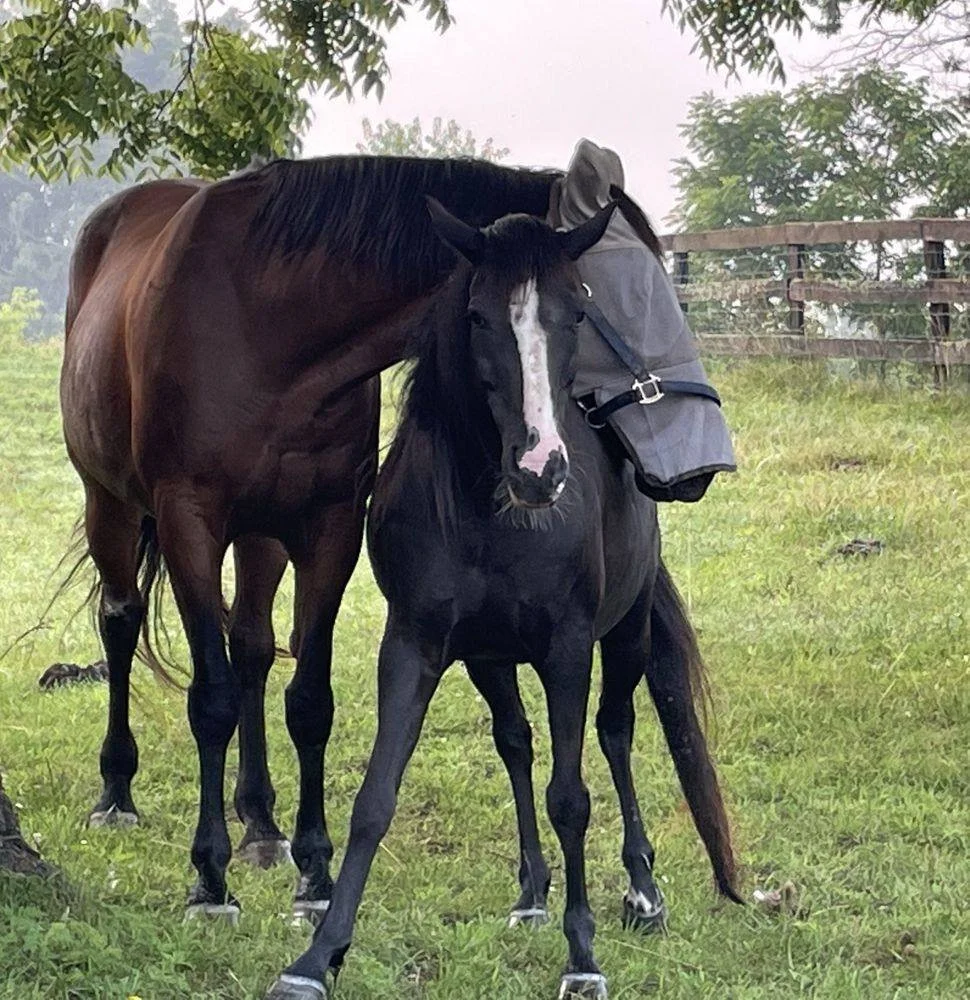 A mare with her black foal