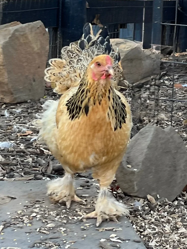 Dolly Part-Hen