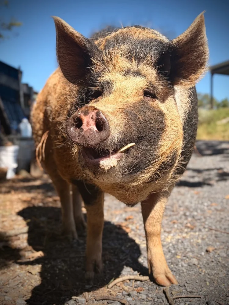 Wilbur