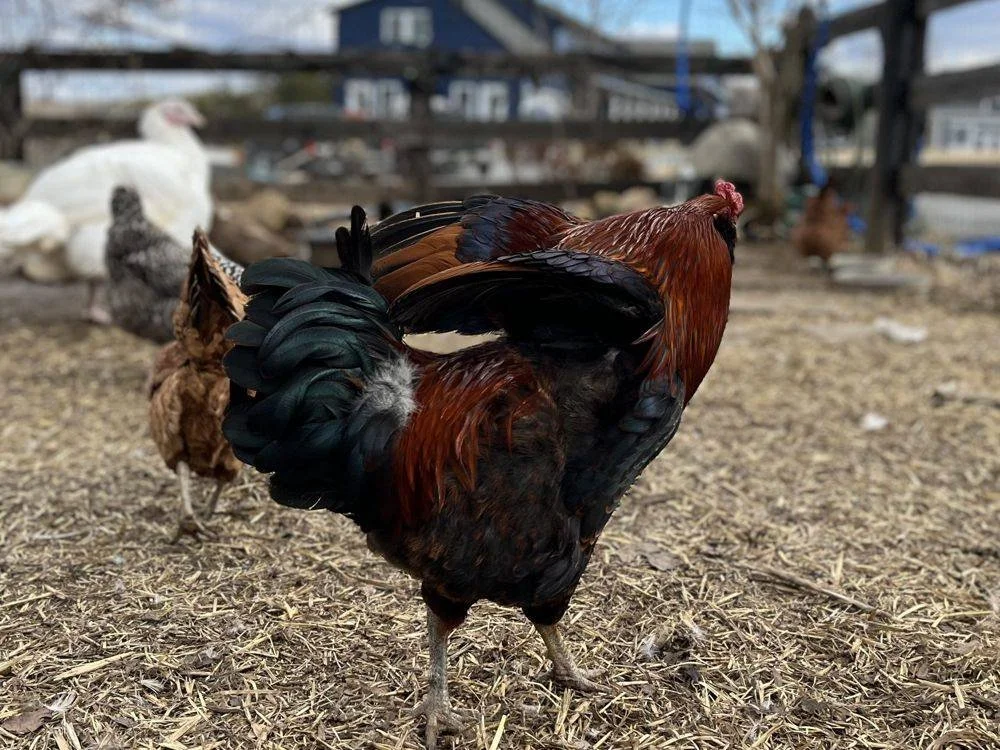 A dark red rooster