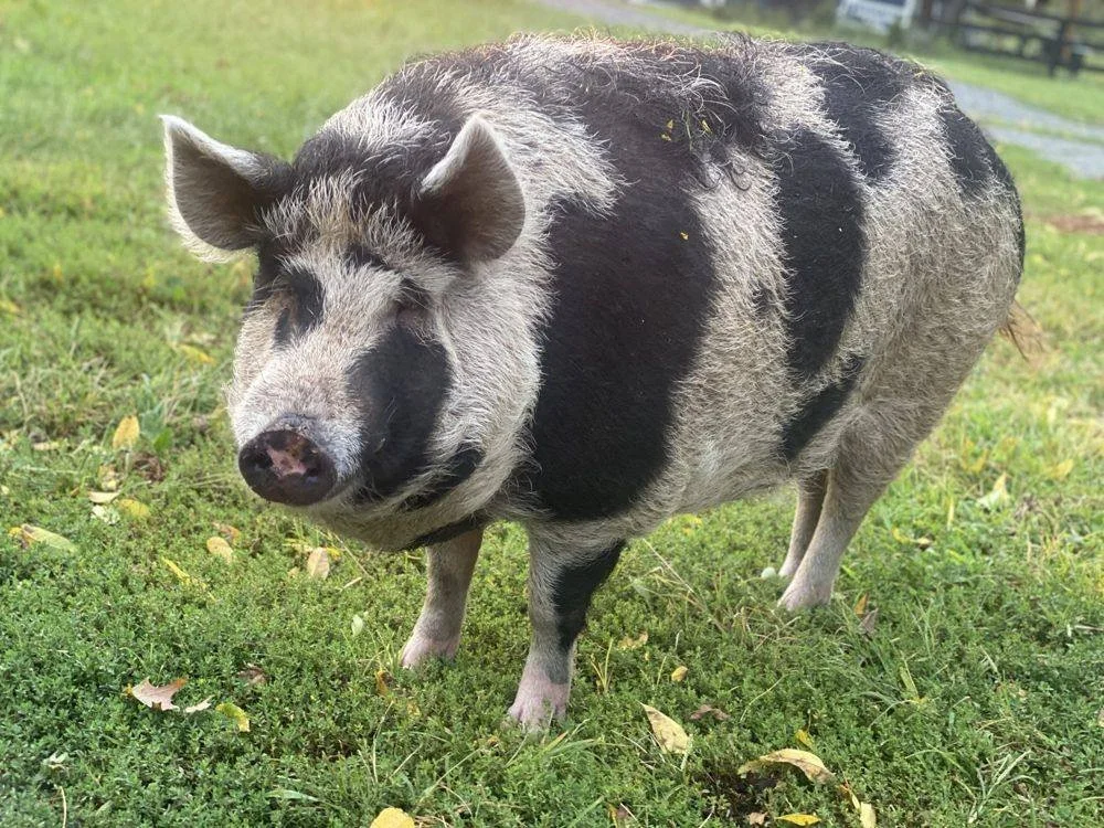 Betty, a spotted pig