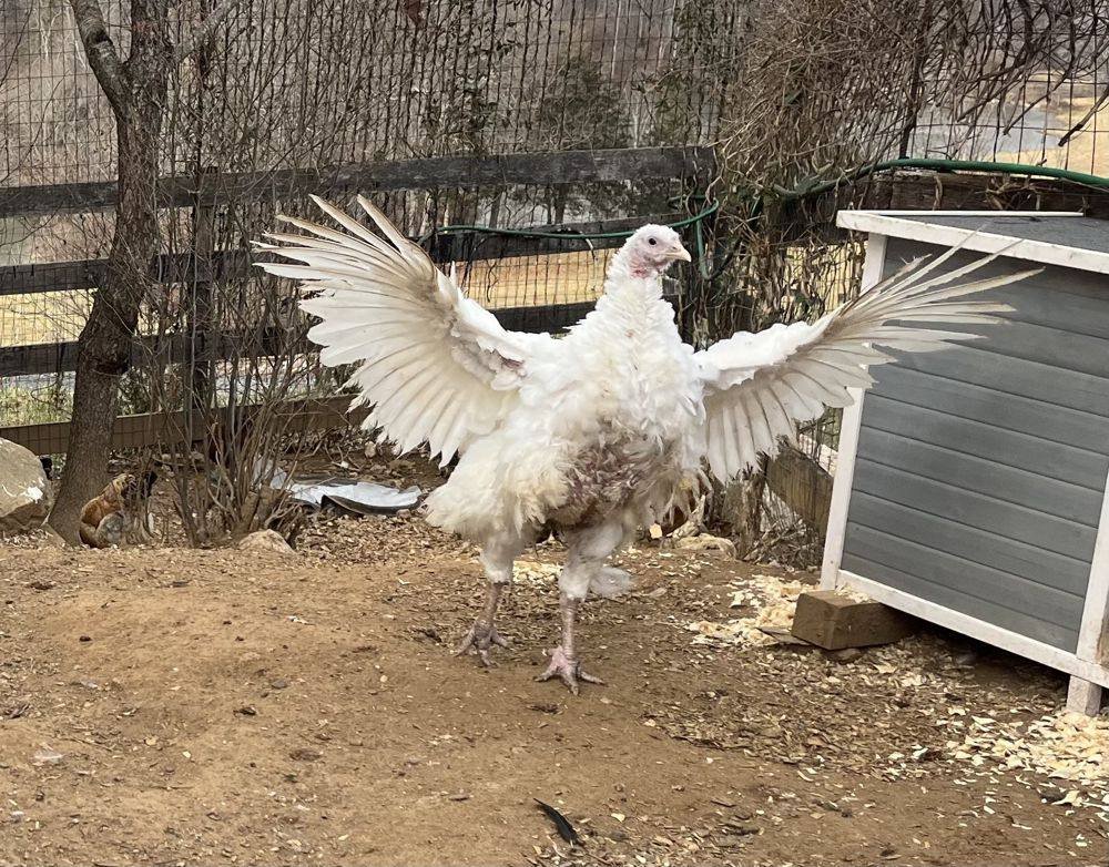 Snowball the turkey spreading her wings