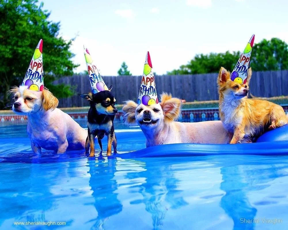 Dogs in party hats in the pool