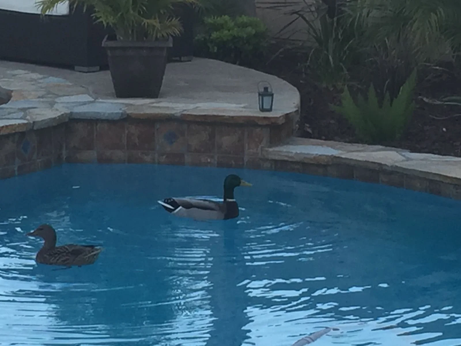 Duck swimming in a backyard pool