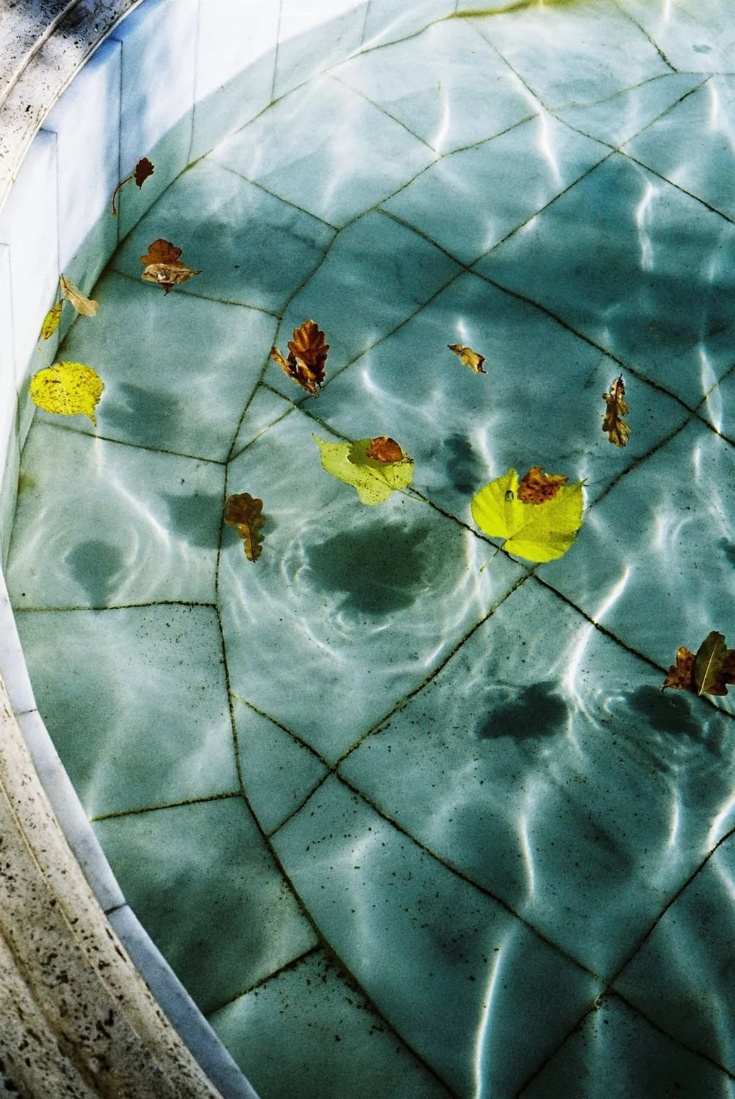 Leaves floating on a pool floor