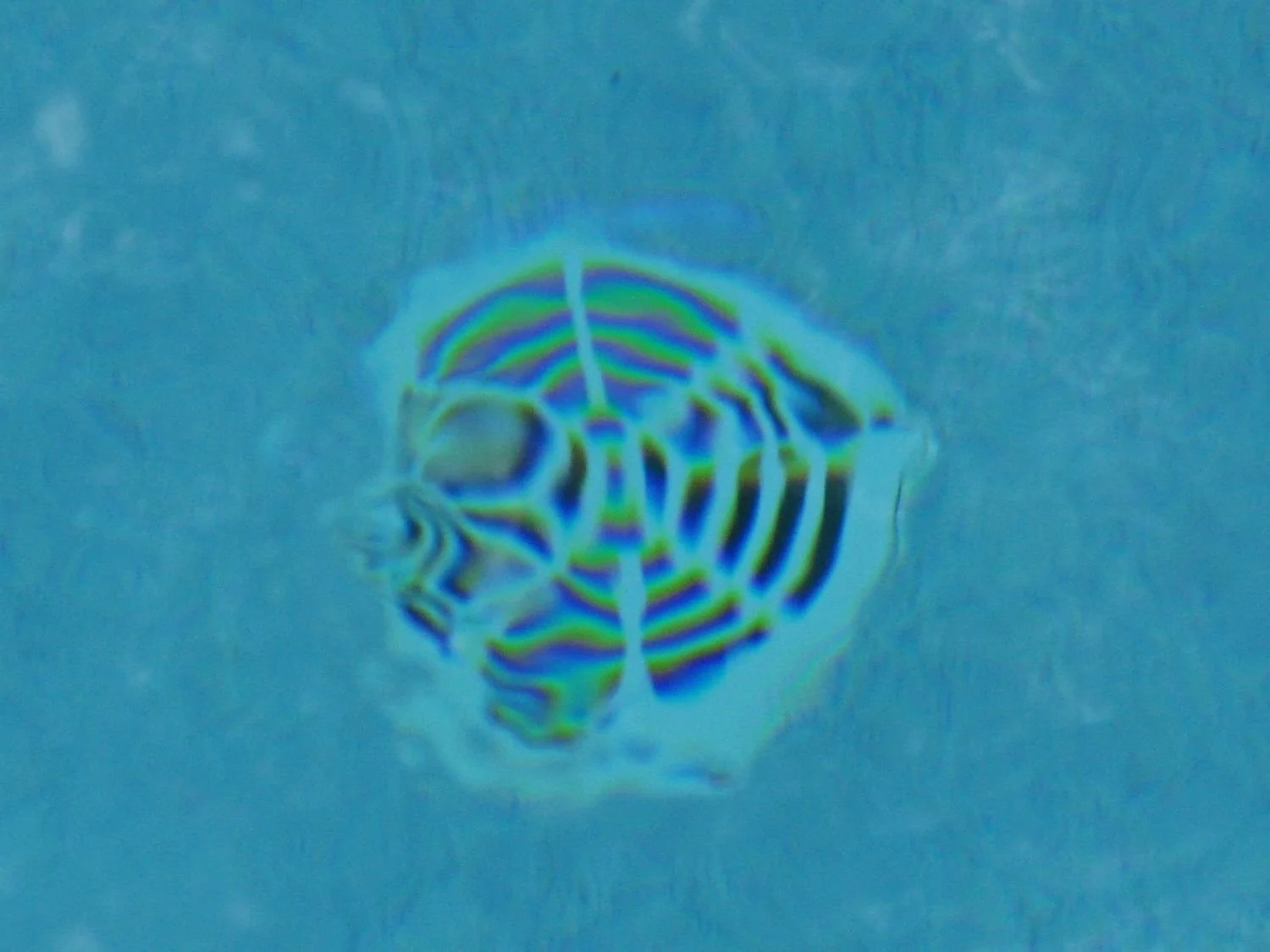 Pool main drain cover close-up