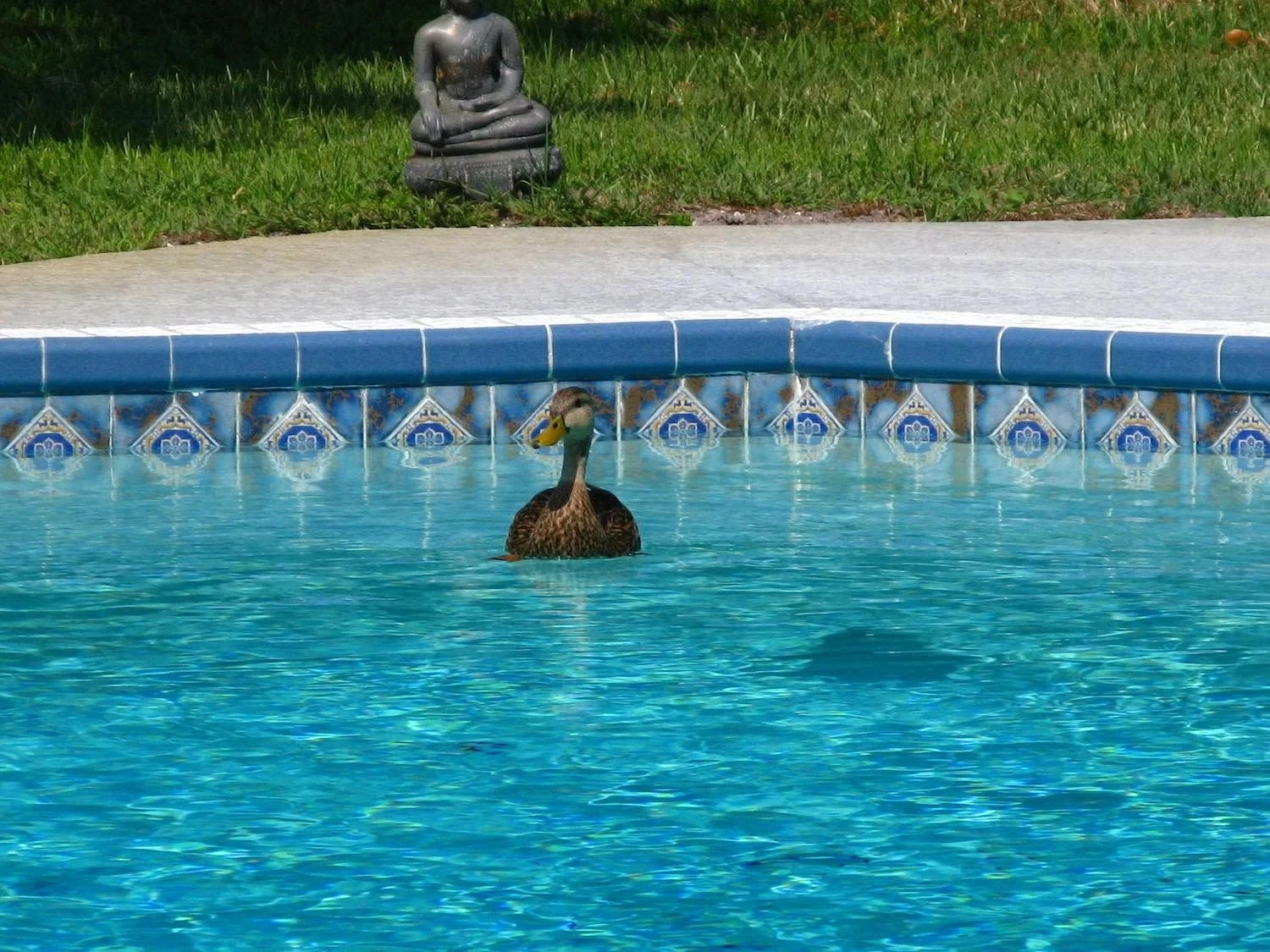 Duck swimming along the tile line of a Clearwater pool