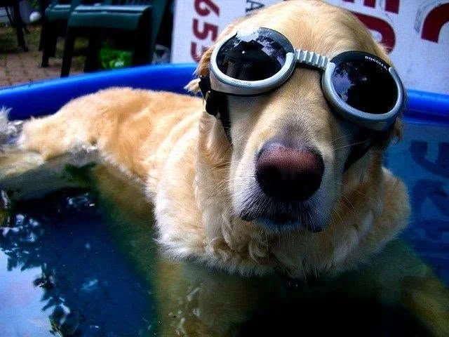Dog Days Pools, dog friendly