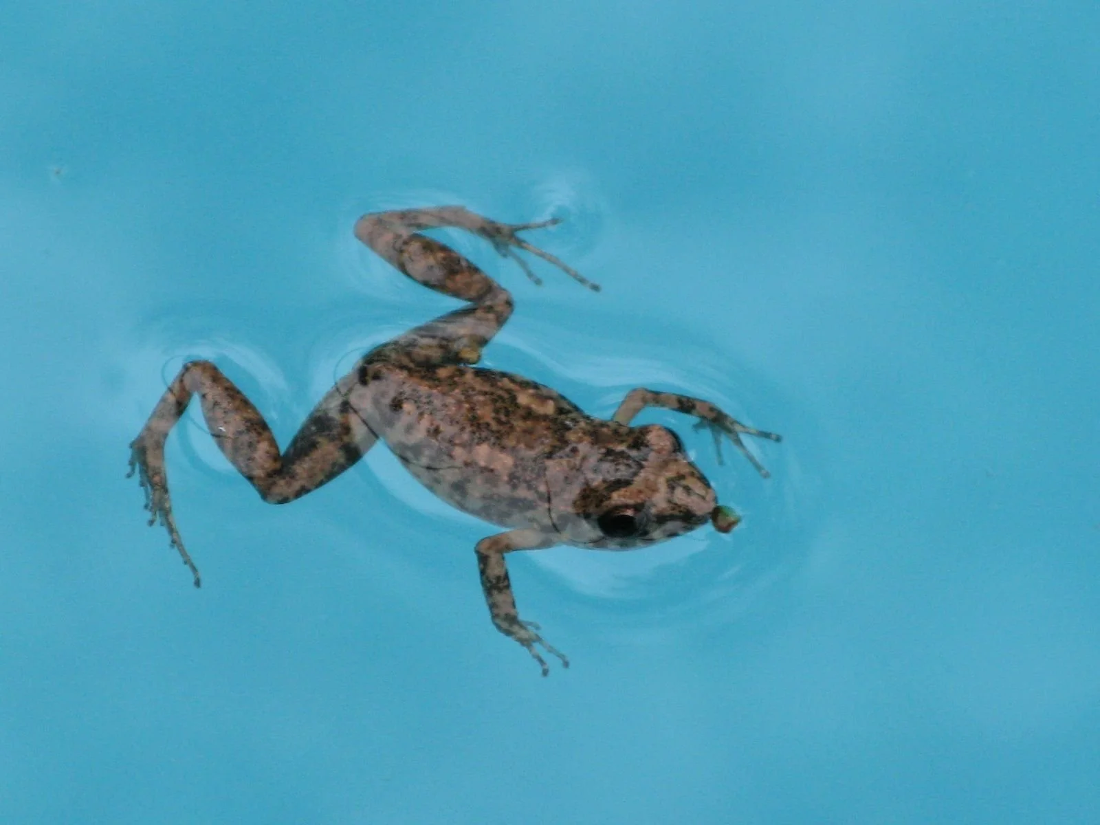 Frog and debris floating in pool water