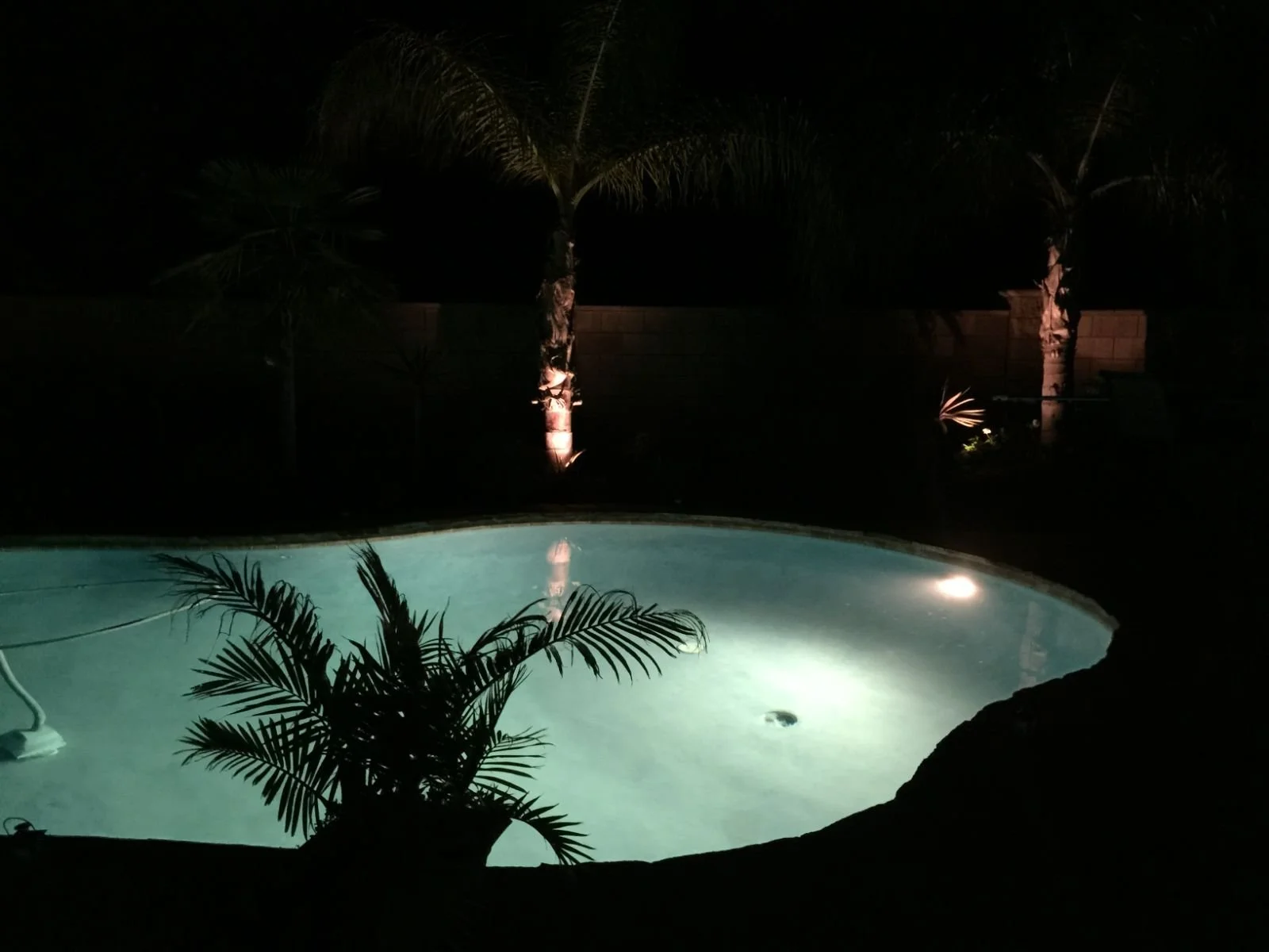 Pool lights under palms at night
