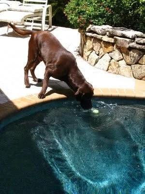 Chocolate lab drinking from the pool