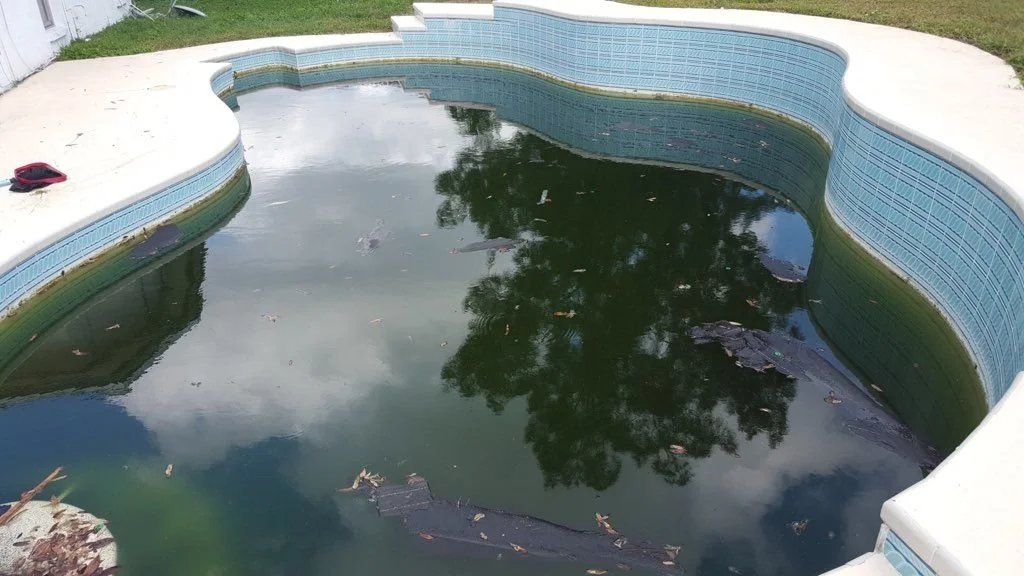 Dark green neglected pool before a clean-up in Clearwater, FL