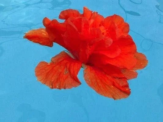 Hibiscus flower floating on clear pool water