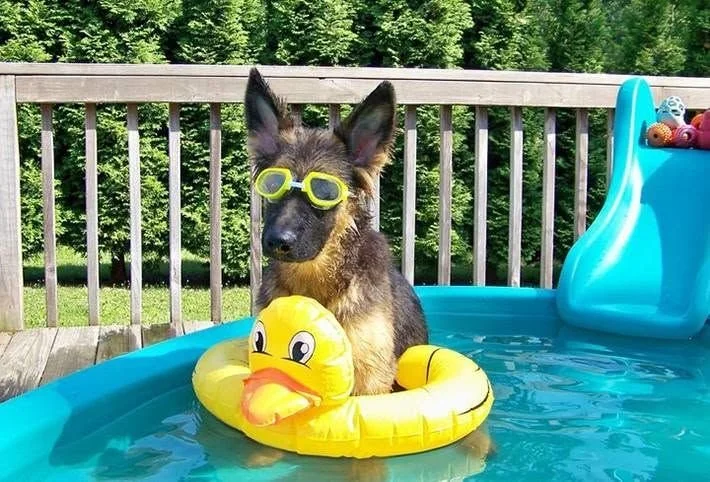 Dog in goggles on a pool float