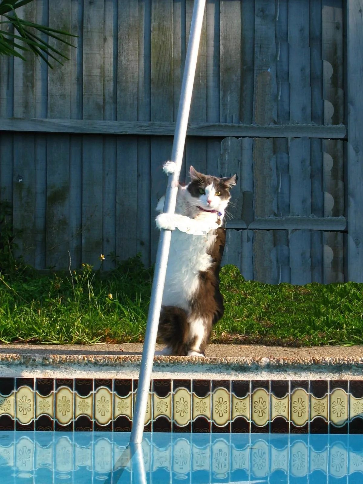 Cat hanging on a pool pole