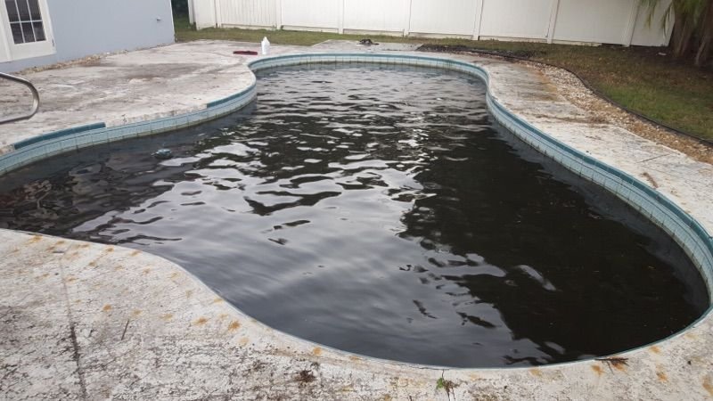 Dirty kidney-shaped pool before a one-time cleaning in Clearwater, FL