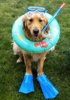 Golden retriever with a swim ring