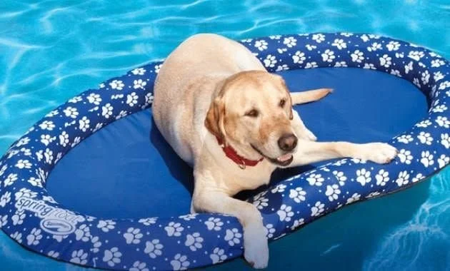 Dog on a pool float