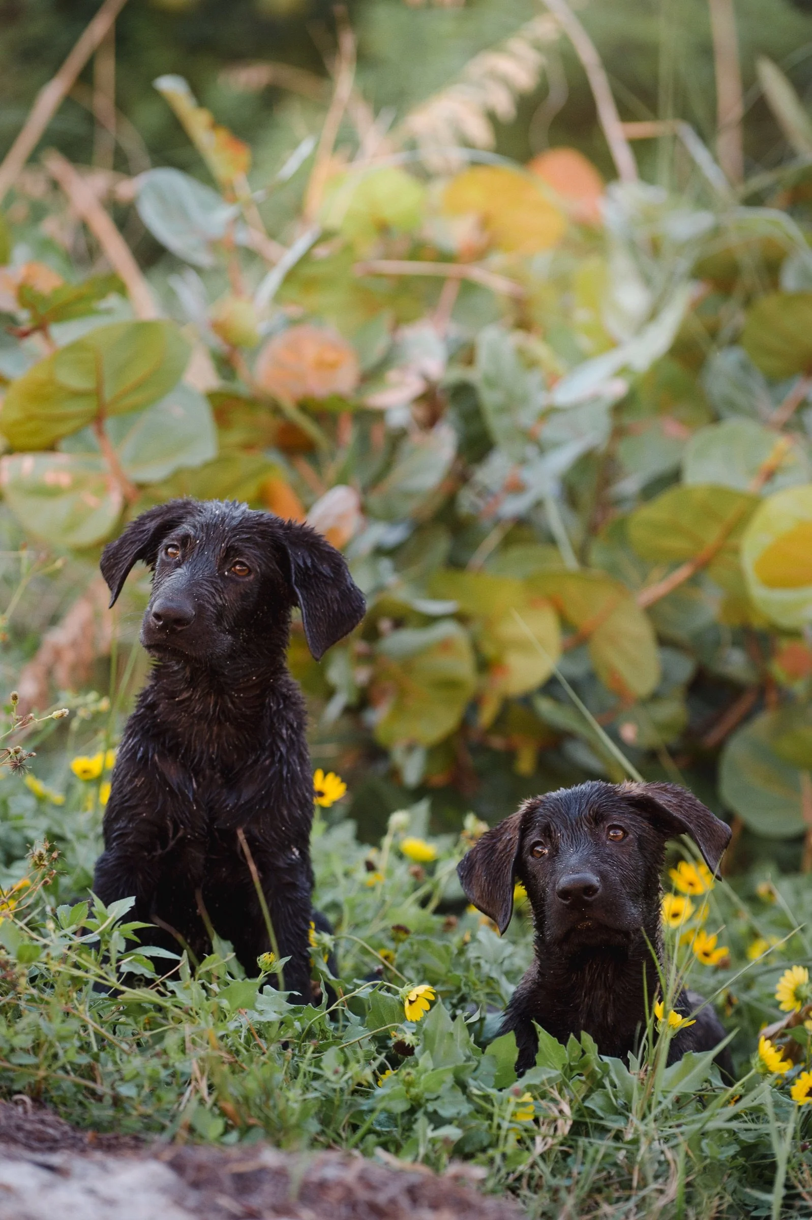 Dog portrait event imagery