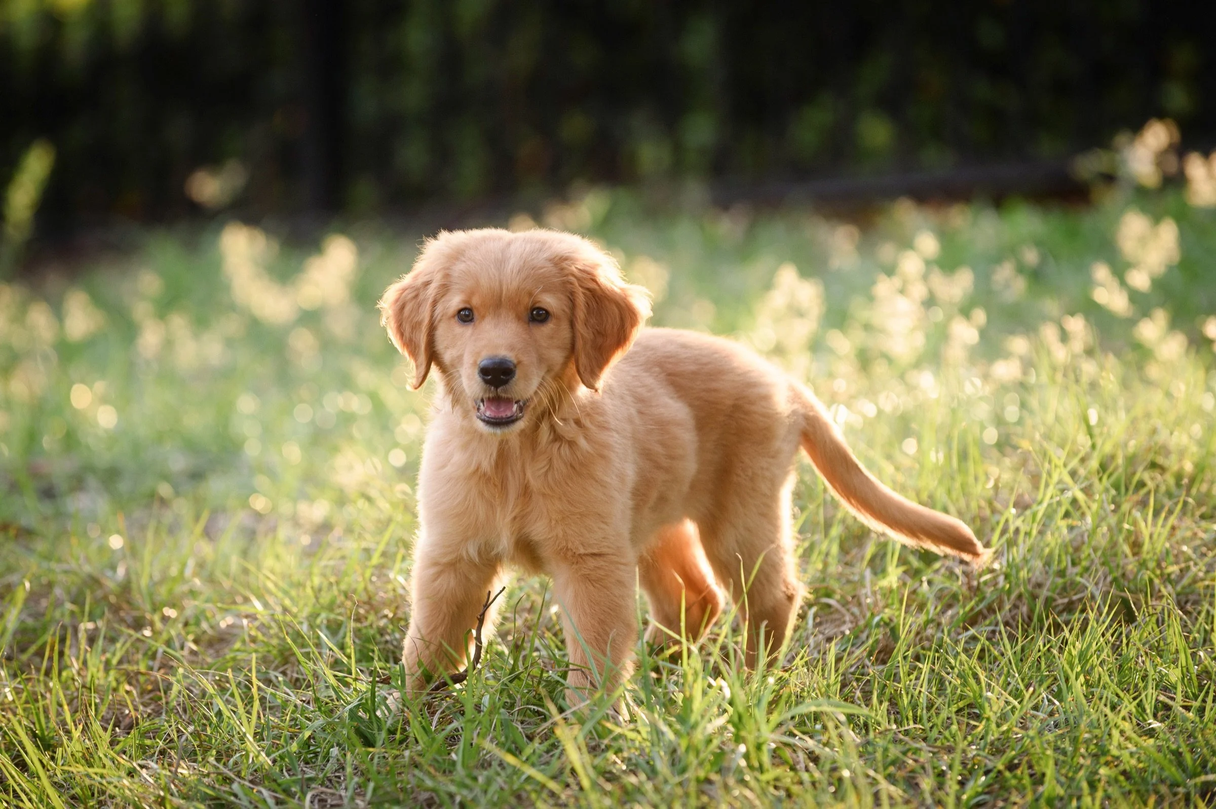 Puppy outdoors