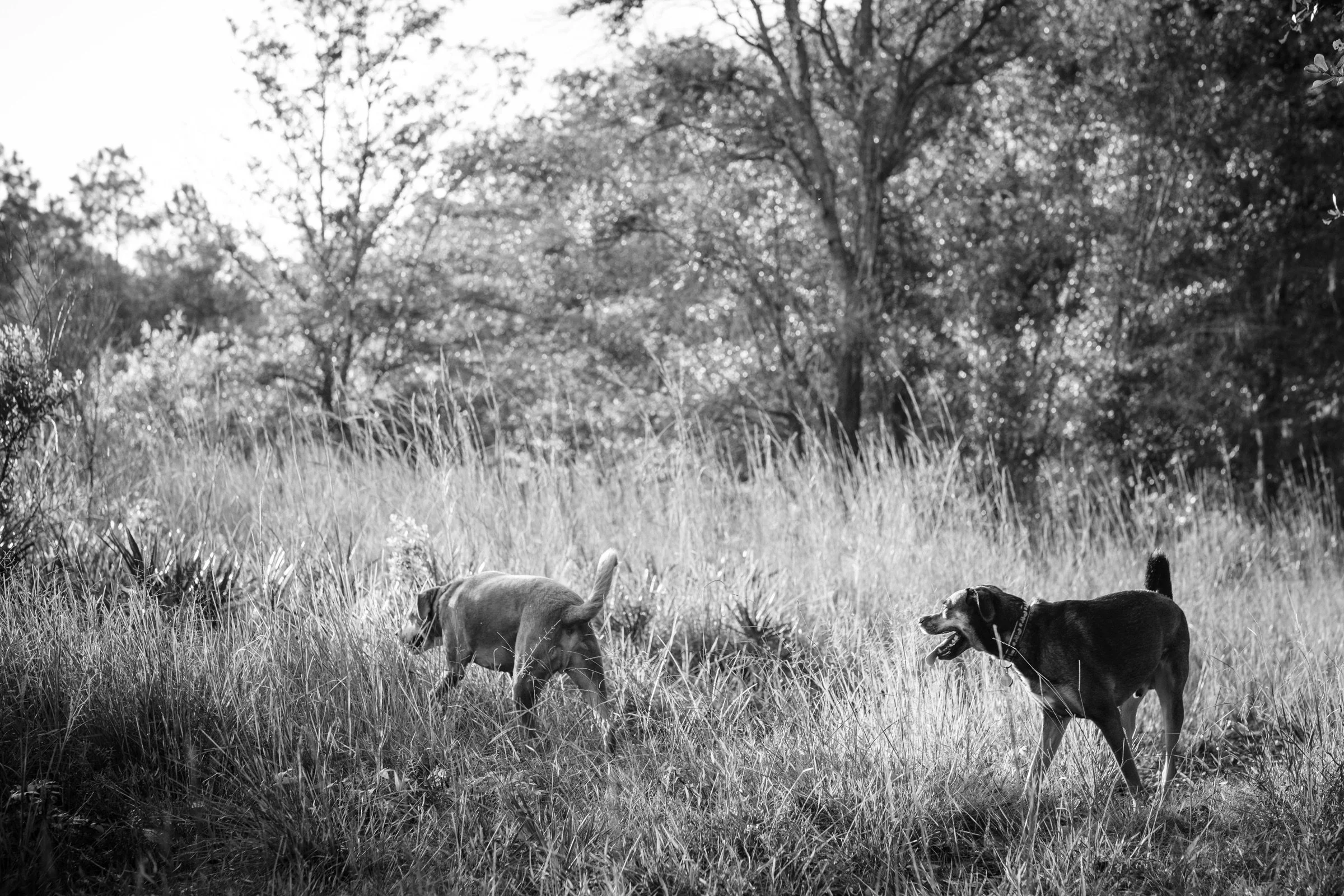 Dogs moving through a field