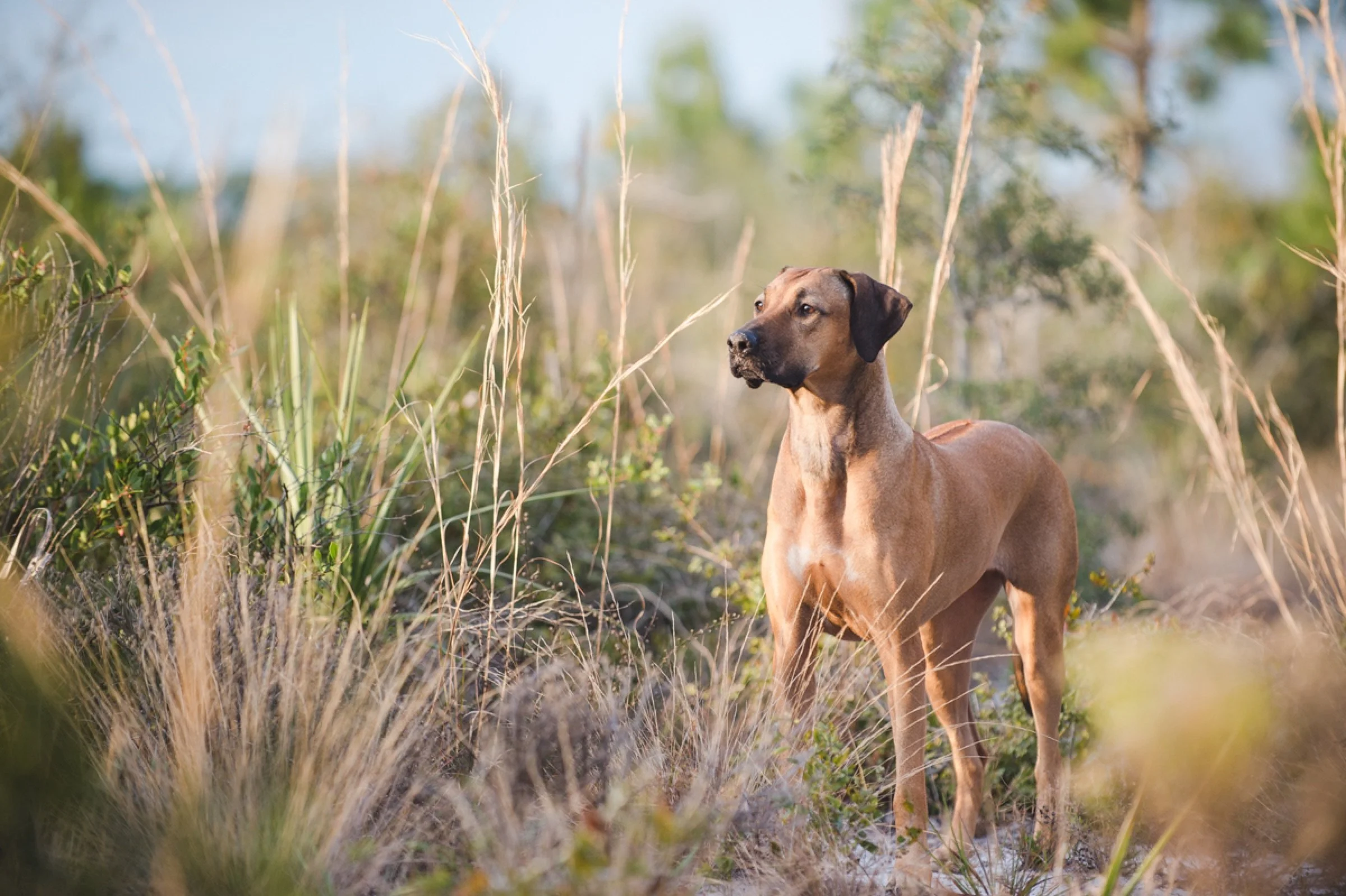 The Crafted Paw environmental canine portrait