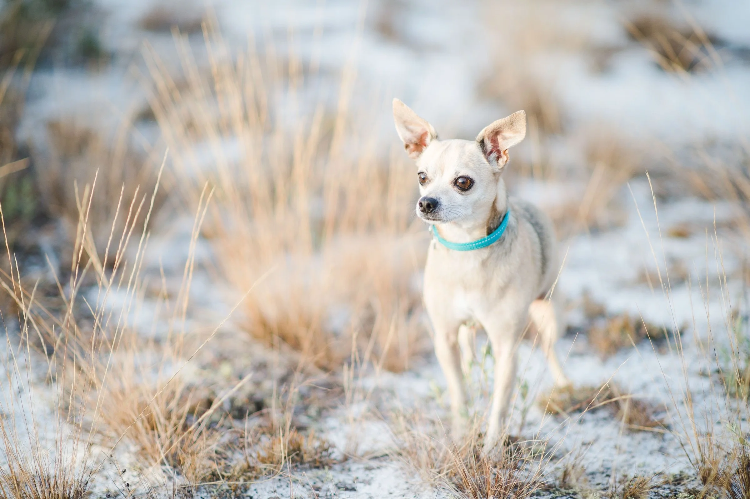 The Crafted Paw environmental canine portrait
