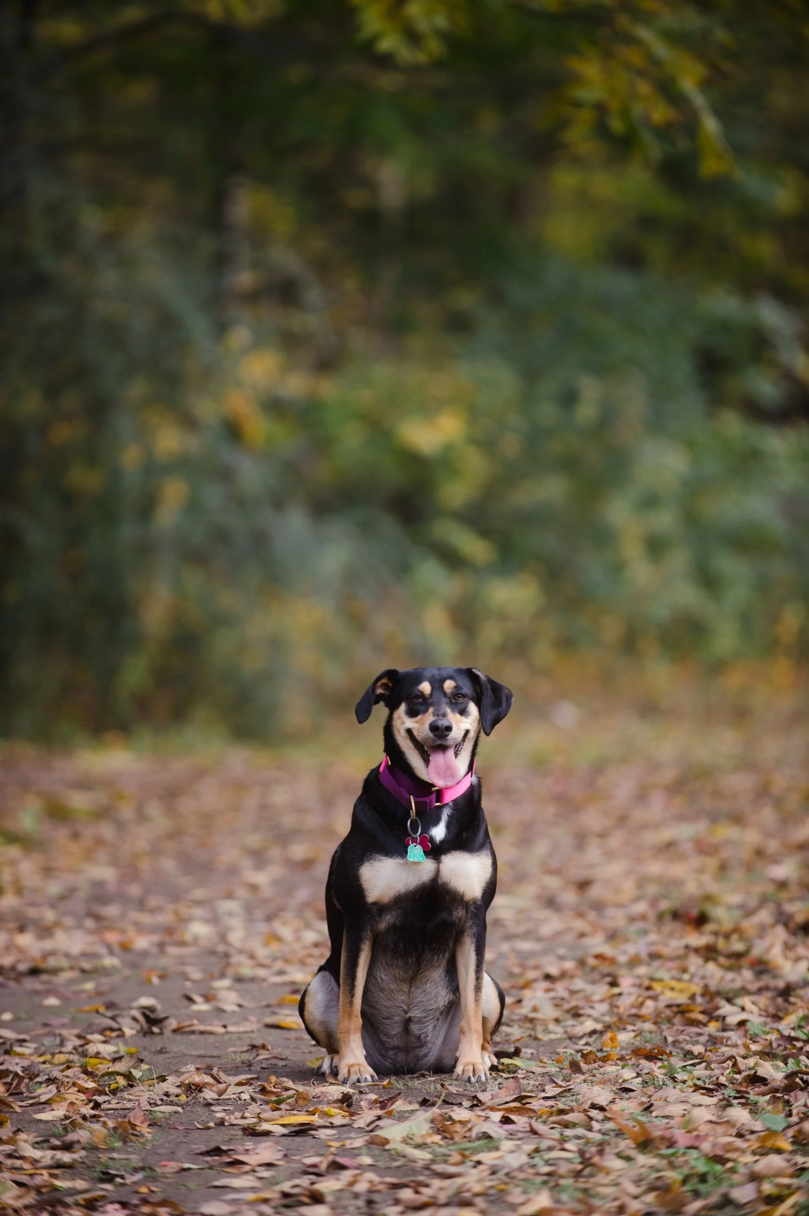 The Crafted Paw environmental canine portrait