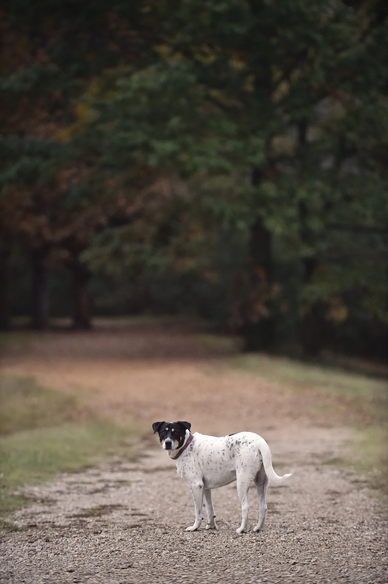 Dog walking along a natural path