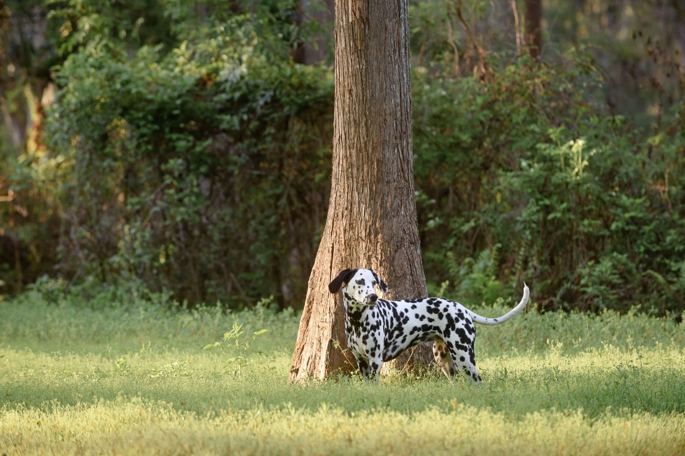 Dalmatian beneath a large tree