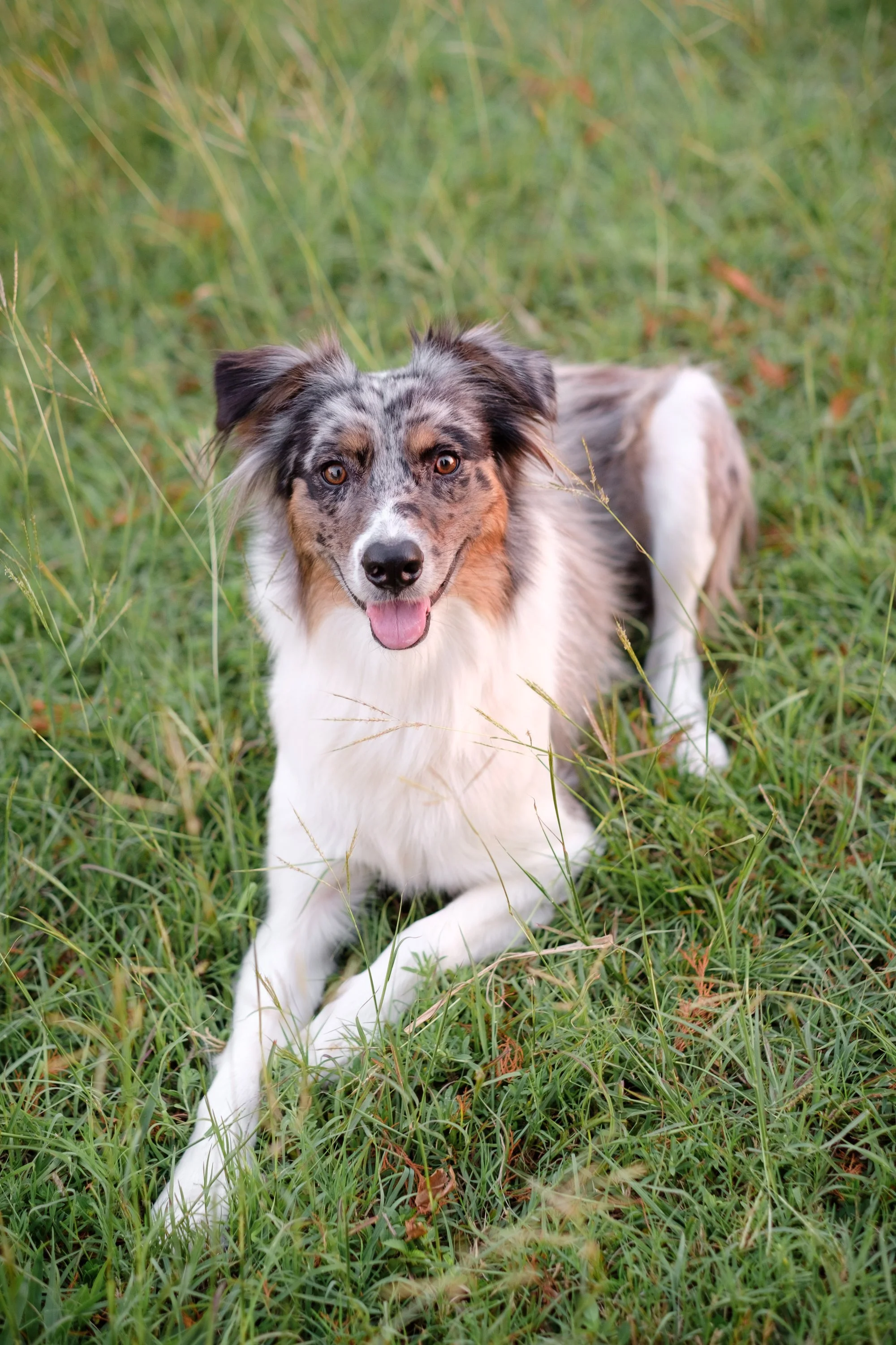 Australian Shepard in field