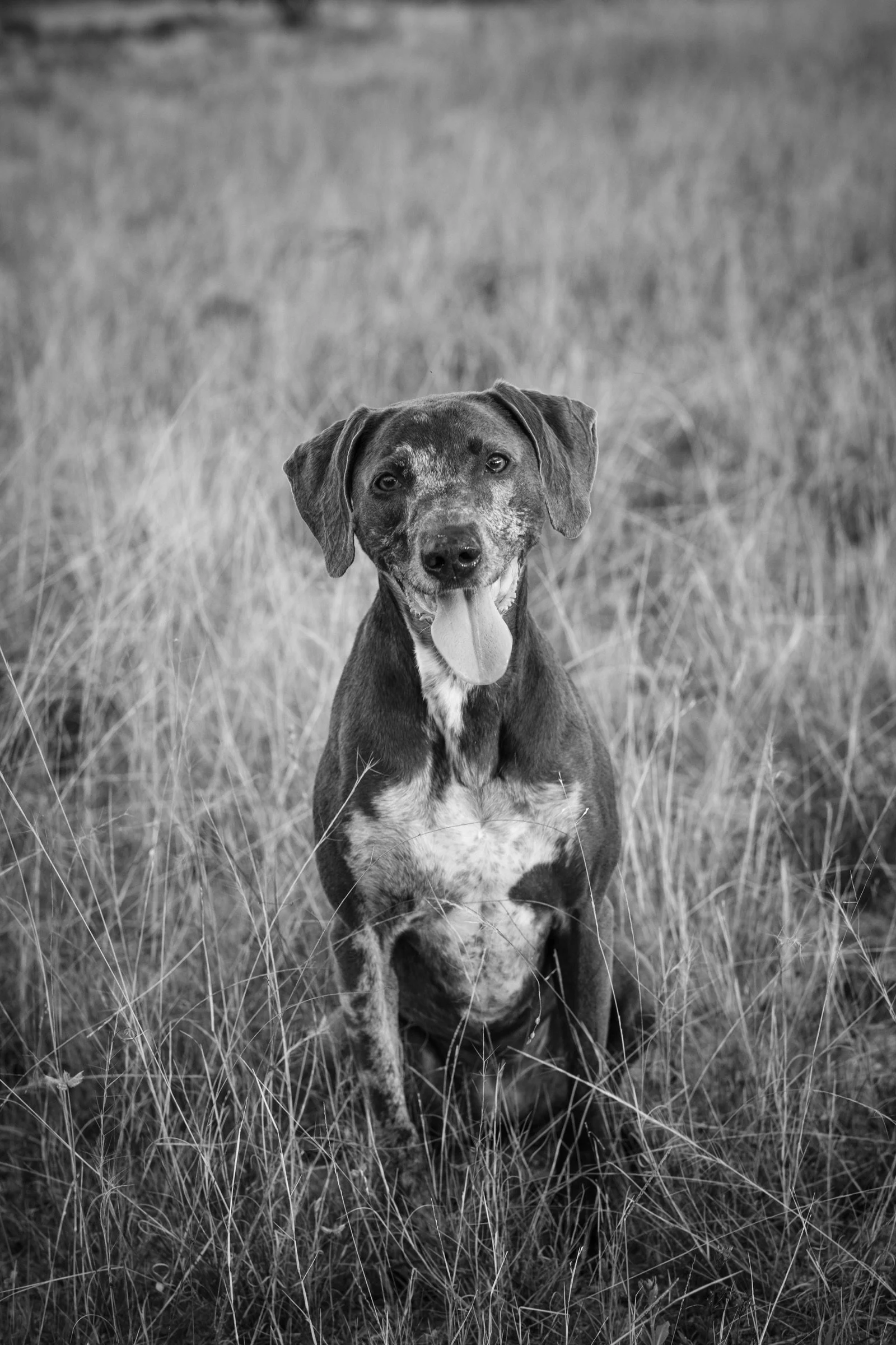 The Crafted Paw environmental canine portrait