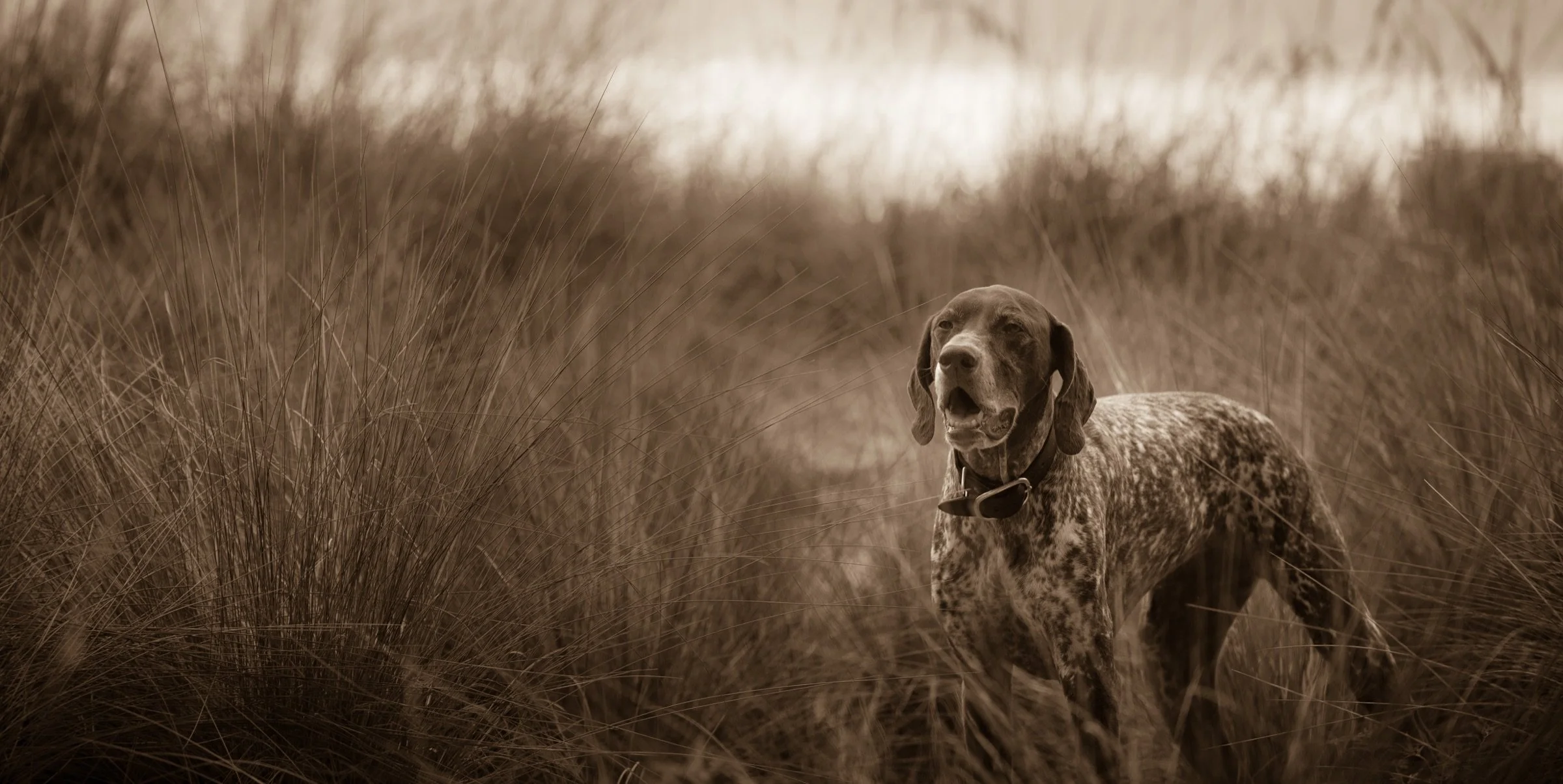 The Crafted Paw environmental canine portrait