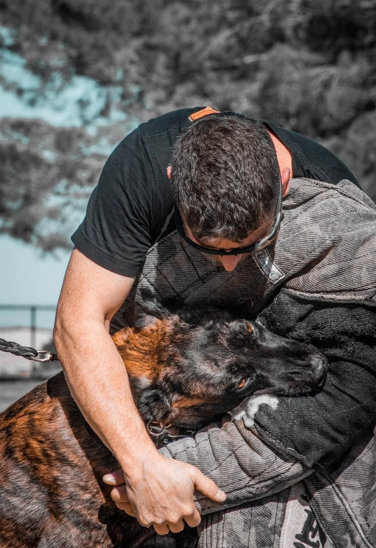 Handler sharing a close moment with a brindle dog during training