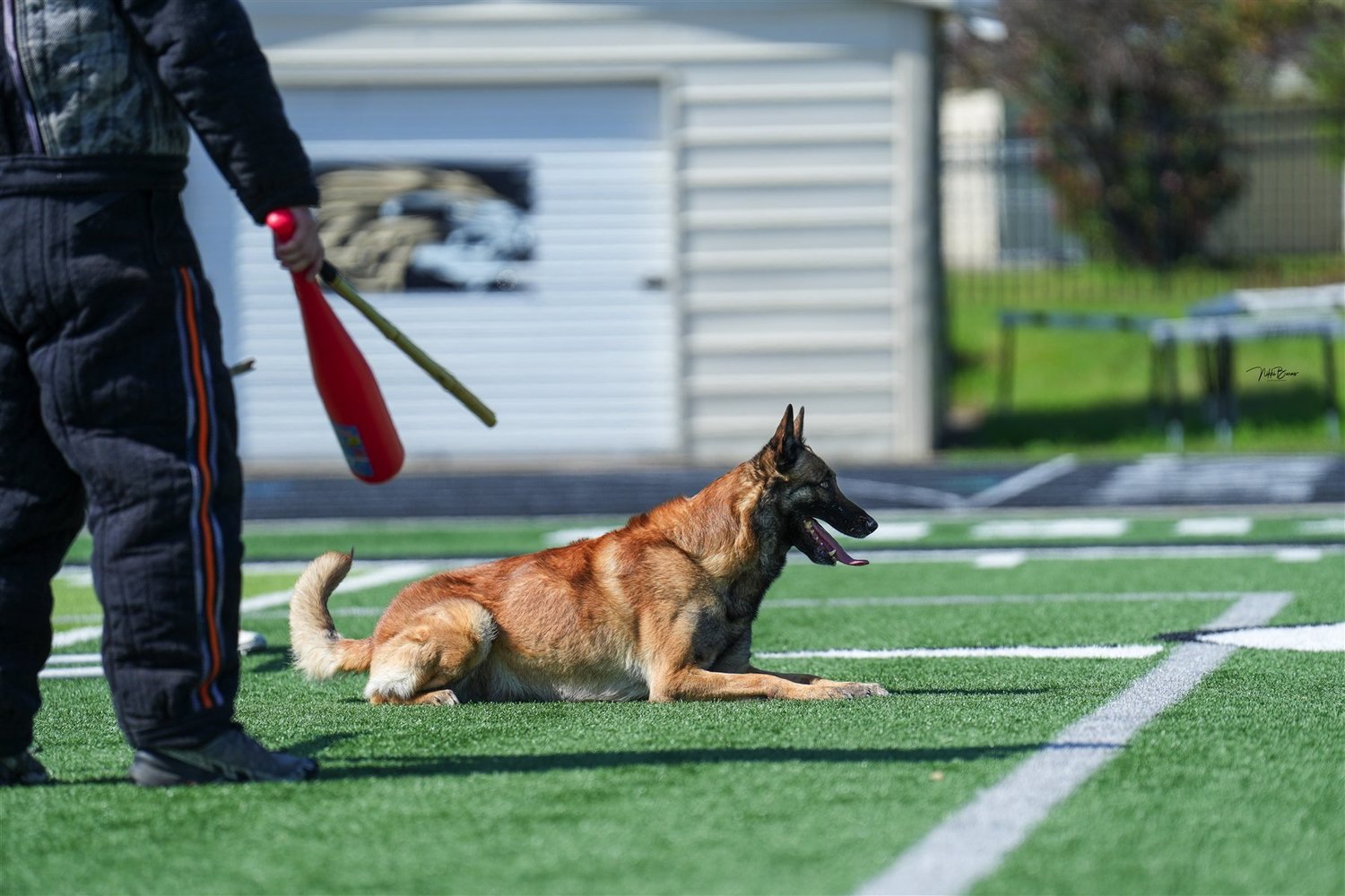 Belgian Malinois holding a down position beside a handler on a sports field