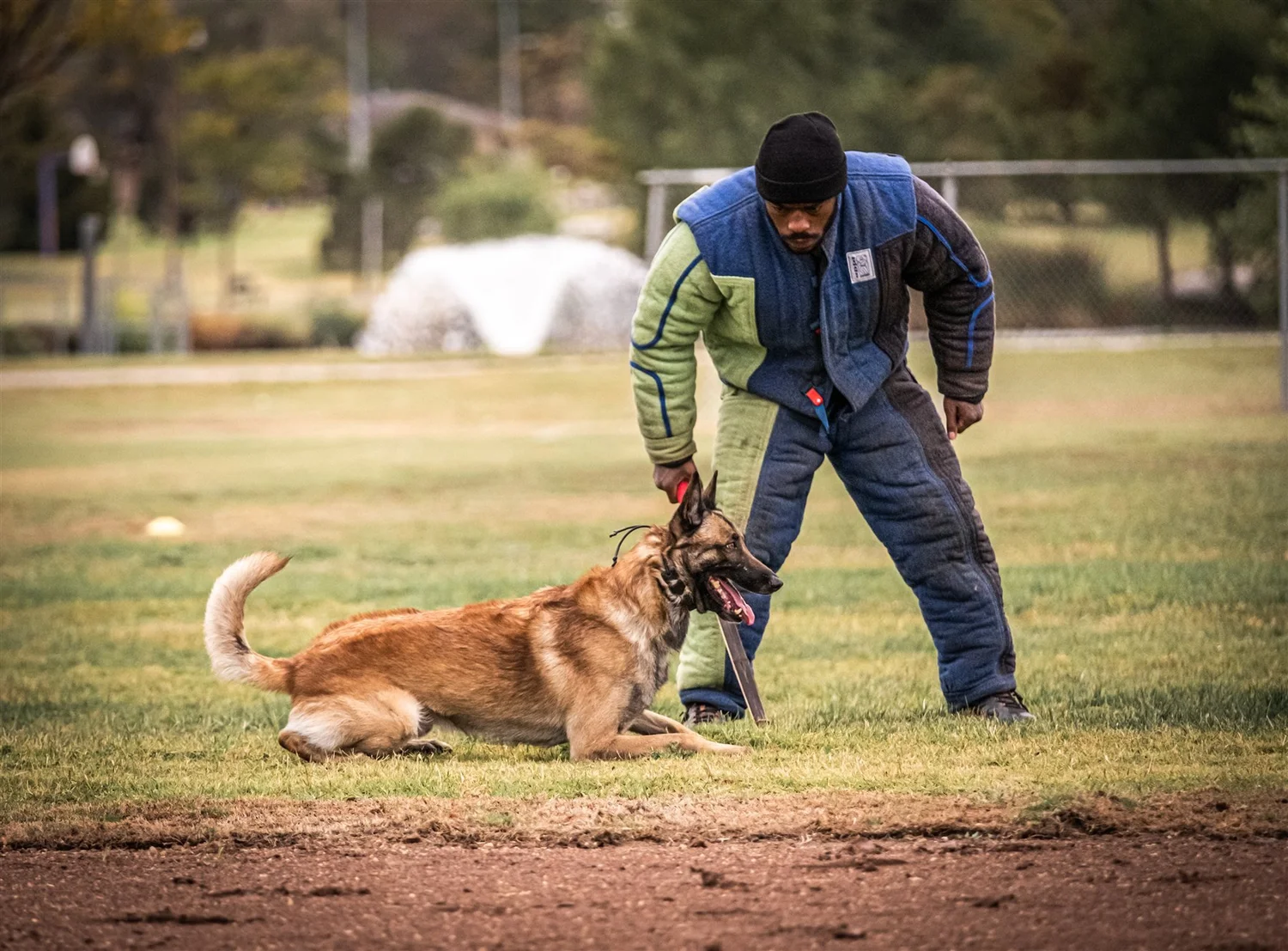 Belgian Malinois lying attentively beside a decoy in a bite suit