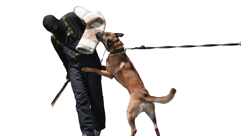 Dog working with a trainer wearing protective equipment during a controlled training exercise