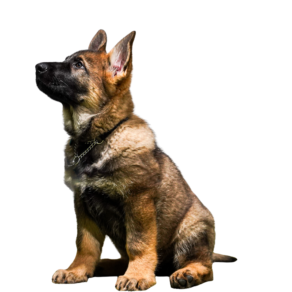 German Shepherd puppy sitting with ears upright