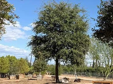 oak trees 1
