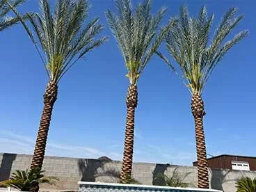 Date Palms